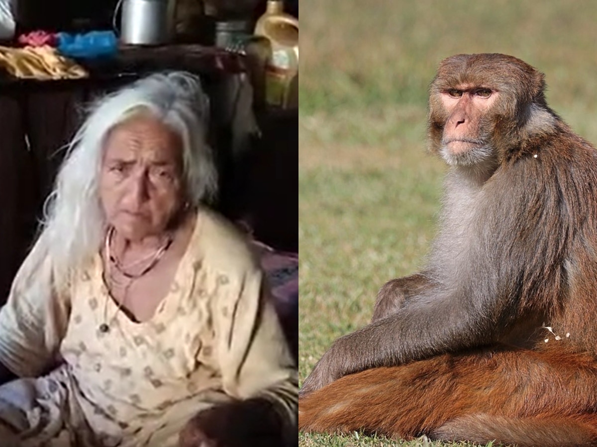 Monkey Attack: हमीरपुर में बंदरों ने बुजुर्ग महिला पर किया जानलेवा हमला, बुरी तरह से हुई जख्मी 