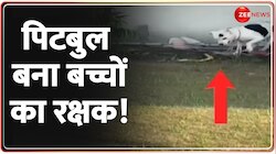 पिटबुल बना बच्चों का रक्षक!