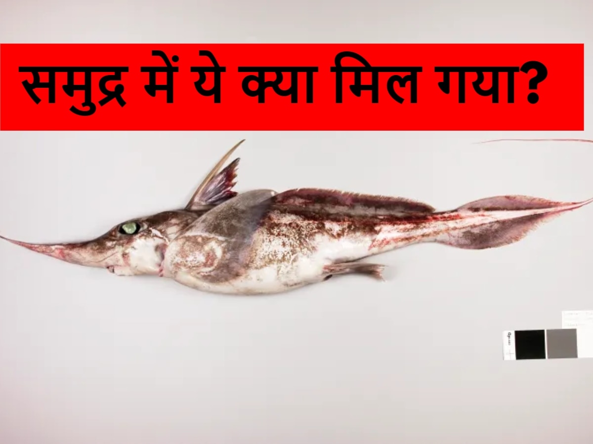 Ghost Shark: समंदर में मिल गया 'भूत'? वैज्ञानिकों के भी उड़ गए होश; किसी को नहीं हुआ यकीन