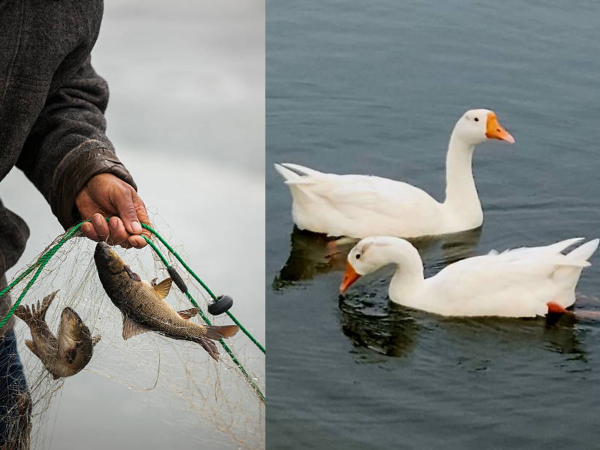 Duck-Fish Farming: किसानों की Income डबल कर देगा मछली के साथ बत्तख पालन, जानें कैसे कर सकते हैं शुरू और कितने दिन में होगा मुनाफा 