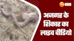अजगर ने किया नीलगाय के बच्चे का शिकार, देखते ही देखते निगल गया, देखें Ajgar ka Video