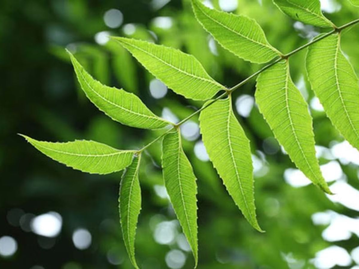 Neem Leaves Benefits: सुबह खाली पेट चबाना शुरू कर दें नीम की पत्ती, आपको आसपास भी नहीं भटेंगी ये 3 बीमारियां!