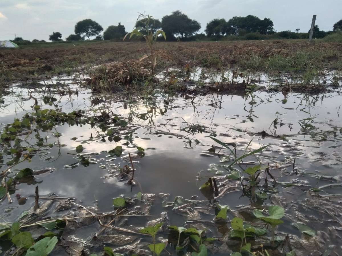 Pratapgarh News: लगातार हो रही बरसात से किसानों की चिंता बढ़ी, कटाई के बाद खेतों में खड़ी फसल हुई बर्बाद