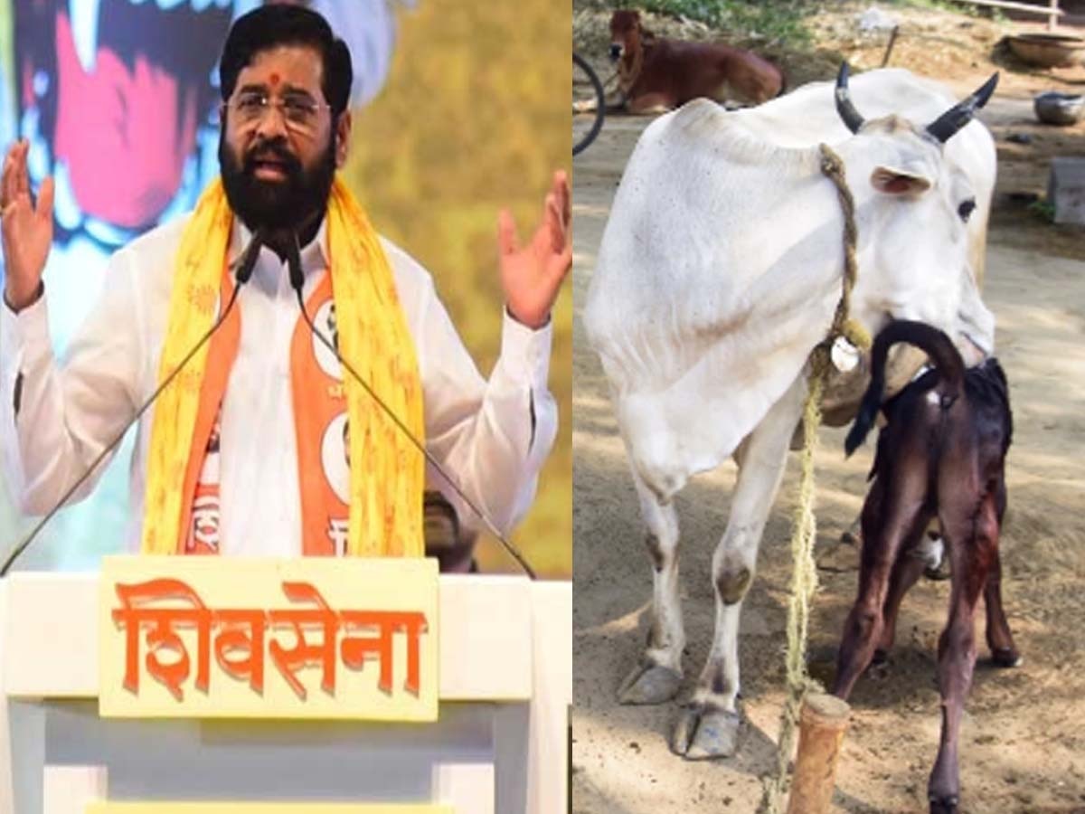 Maharashtra News: महाराष्ट्र में गाय बनी 'राजमाता', असेंबली चुनाव से पहले शिंदे सरकार ने लिया बड़ा फैसला