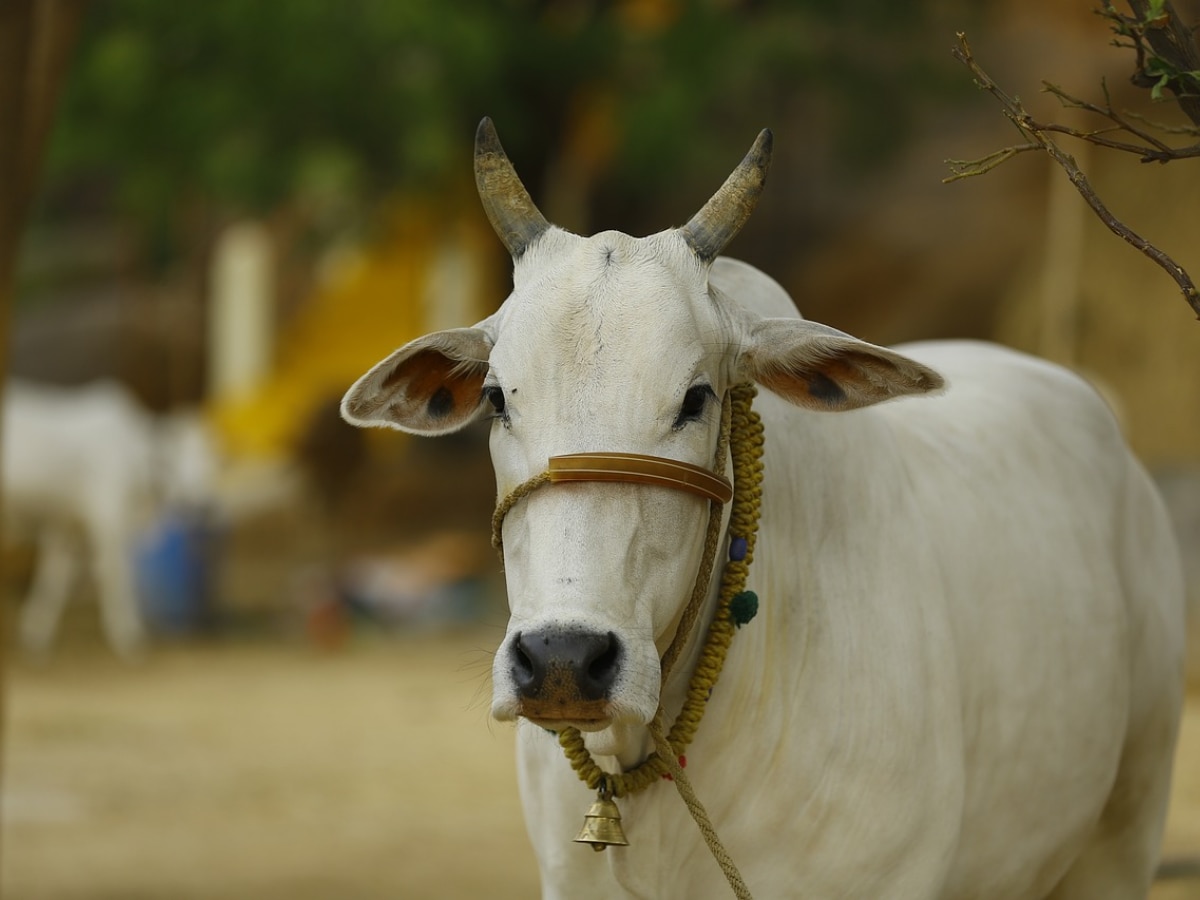 चुनाव से पहले बड़ा ऐलान, इस प्रदेश में गाय को &#039;राज्यमाता&#039; का दर्जा देने का फैसला