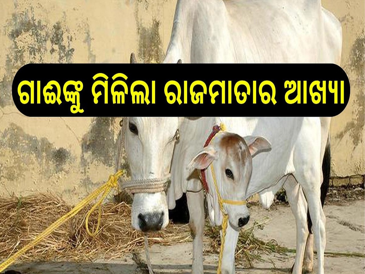 Cow gets Rajmata status: ରାଜ୍ୟ ସରକାରଙ୍କ ବଡ଼ ପଦକ୍ଷେପ, ଗାଈ ପାଳୁଥିଲେ ମାସକୁ ମିଳିବ ଏତିକି ଟଙ୍କା....