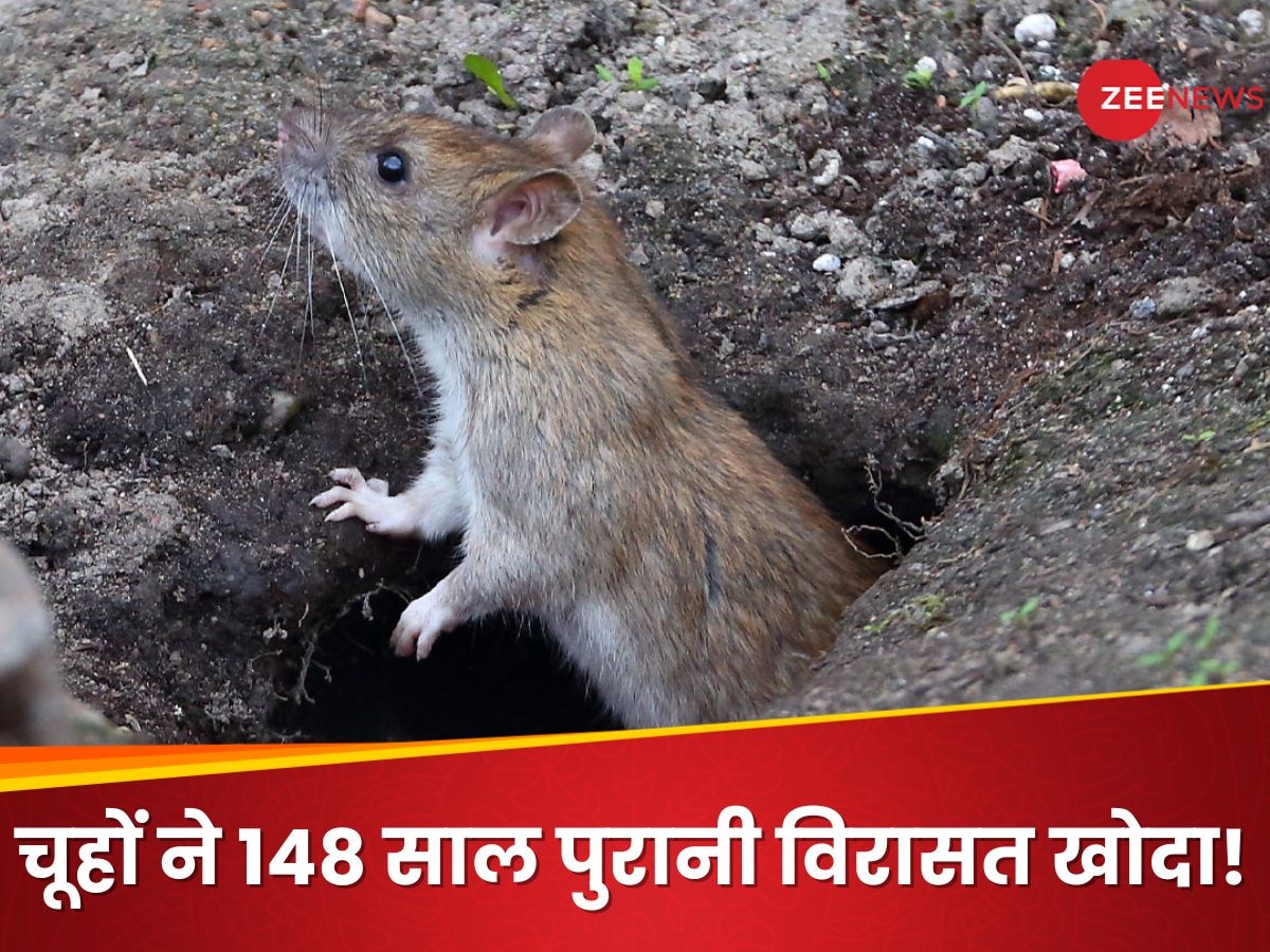 चूहे हैं या आफत? 148 साल पुरानी विरासत में खोद डाला इतना बड़ा गड्डा, अधिकारियों की अटकी सांसें