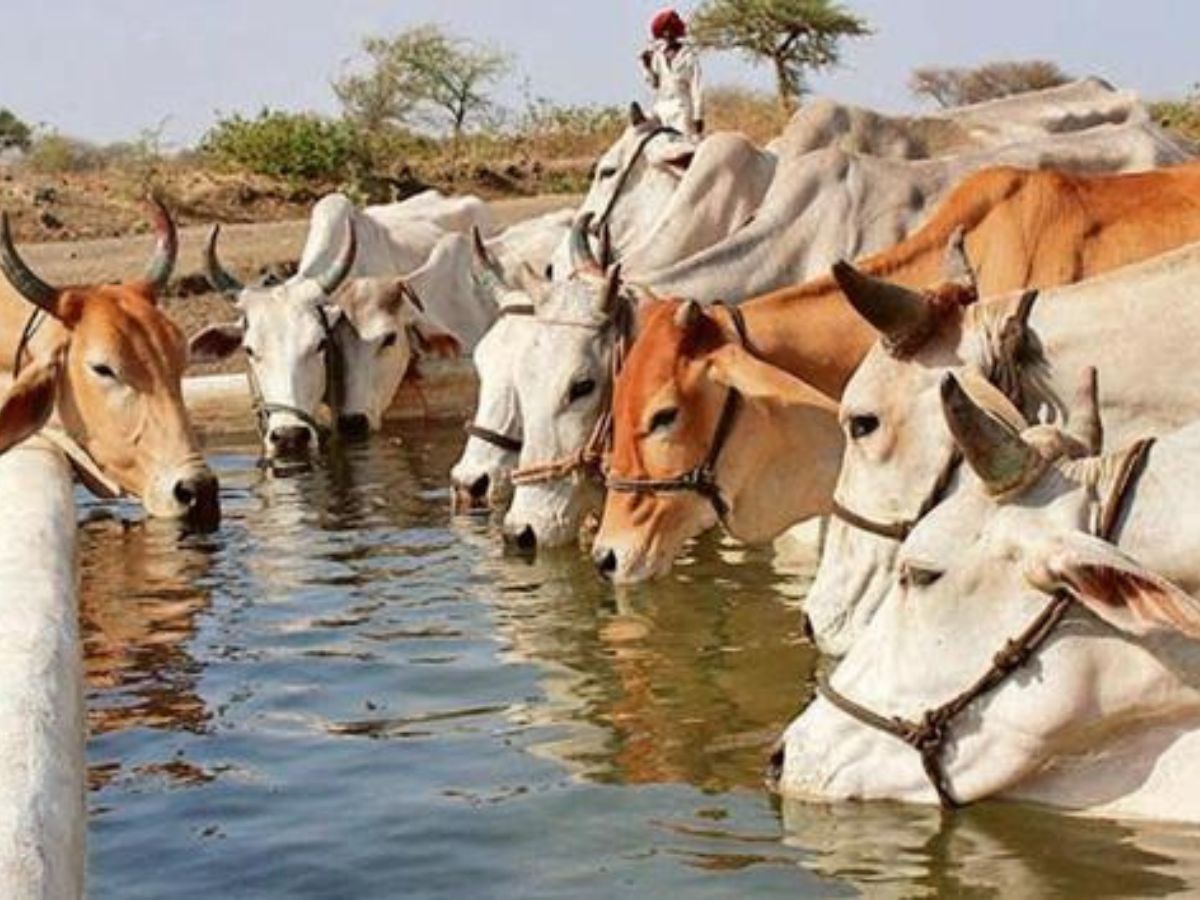 ୧୦୦ ଟନ୍ ଗୋବରରୁ ୩ଟନ୍ ସିଏନଜି, ଦେଶର ପ୍ରଥମ ଅତ୍ୟାଧୁନିକ ଗୋଶାଳା ଉଦଘାଟନ କରିବେ ପ୍ରଧାନମନ୍ତ୍ରୀ ୧୦୦ ଟନ୍ ଗୋବରରୁ ୩ଟନ୍ ସିଏନଜି, ଦେଶର ପ୍ରଥମ ଅତ୍ୟାଧୁନିକ ଗୋଶାଳା ଉଦଘାଟନ କରିବେ ପ୍ରଧାନମନ୍ତ୍ରୀ