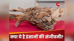 जमीन के नीचे मिली 3,775 साल पुरानी ऐसी लकड़ी, इंसानों के लिए है 'संजीवनी बूटी'