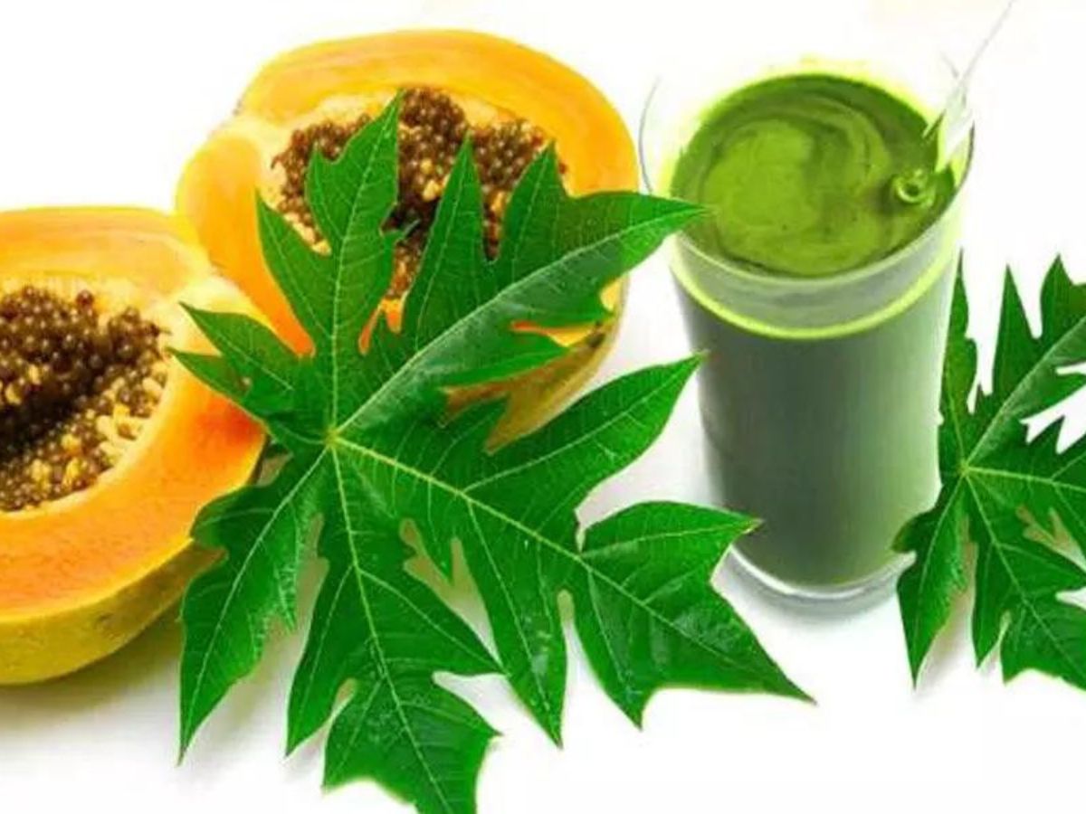 Papaya leaves benefits in hindi best sale