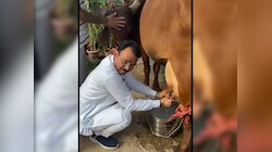 गाय दुहते नजर आए डिप्टी सीएम प्रेमचंद बैरवा, सादगी के फैन हुए दिवाने ... Video Viral