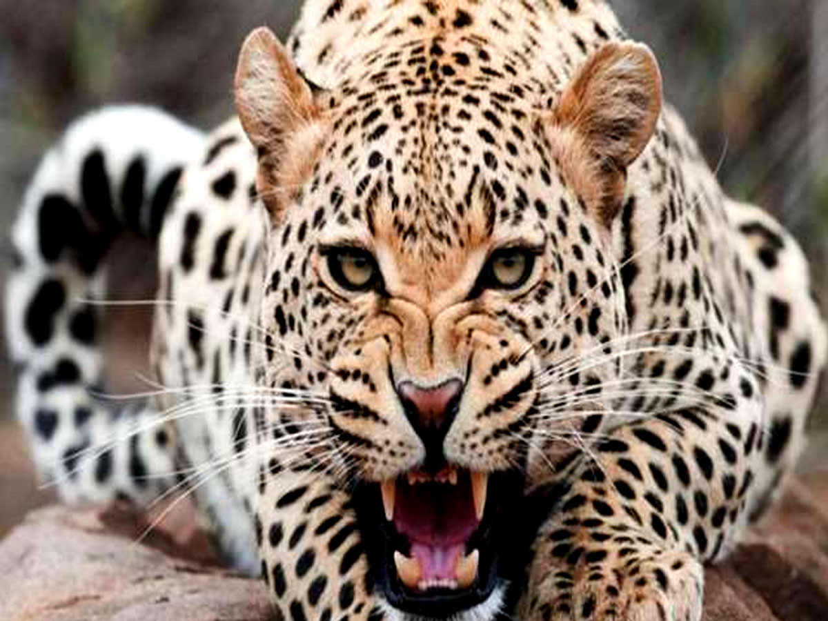 बांसवाड़ा में पैंथर ने एक साथ ले ली 8 जानें, रोते हुए किसान बोला- सब खत्म हो गया, कैसे जियूंगा