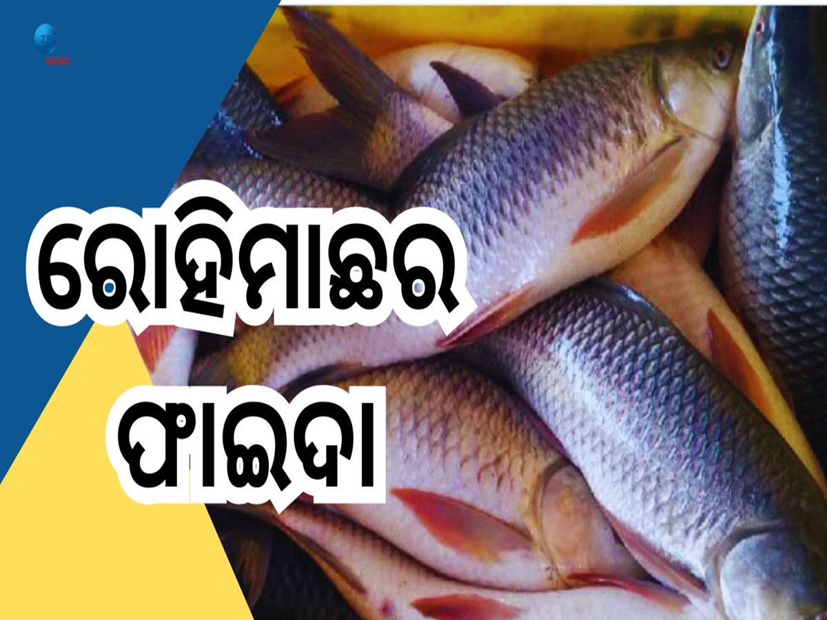 Rohi Fish Benefits: ରୋହି ମାଛରେ ରହିଛି ଭରପୂର ପୋଷକ ତତ୍ତ୍ୱ, ଦୂର କରିଥାଏ ...