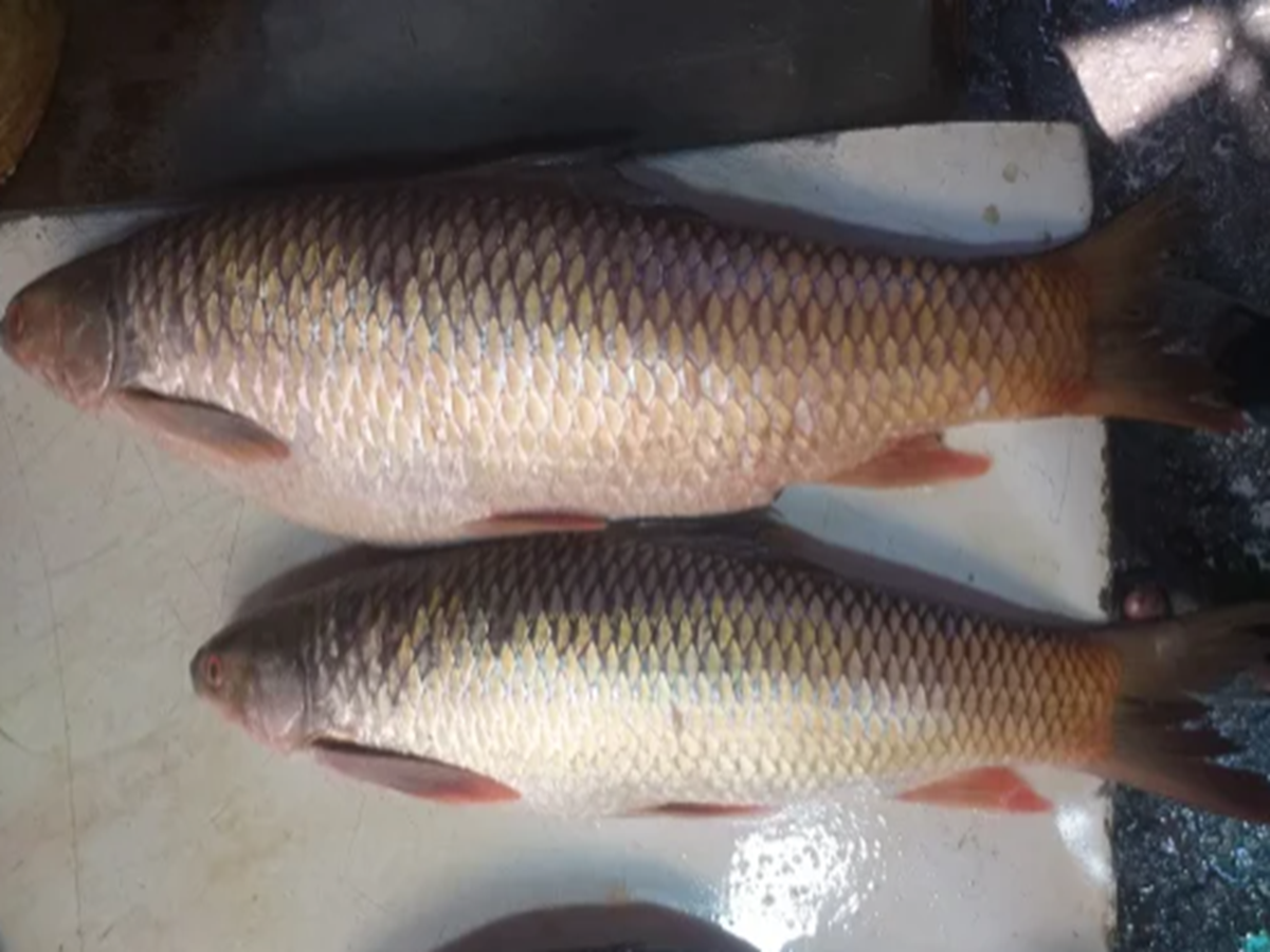 Rohi Fish Benefits: ରୋହି ମାଛରେ ରହିଛି ଭରପୂର ପୋଷକ ତତ୍ତ୍ୱ, ଦୂର କରିଥାଏ ...