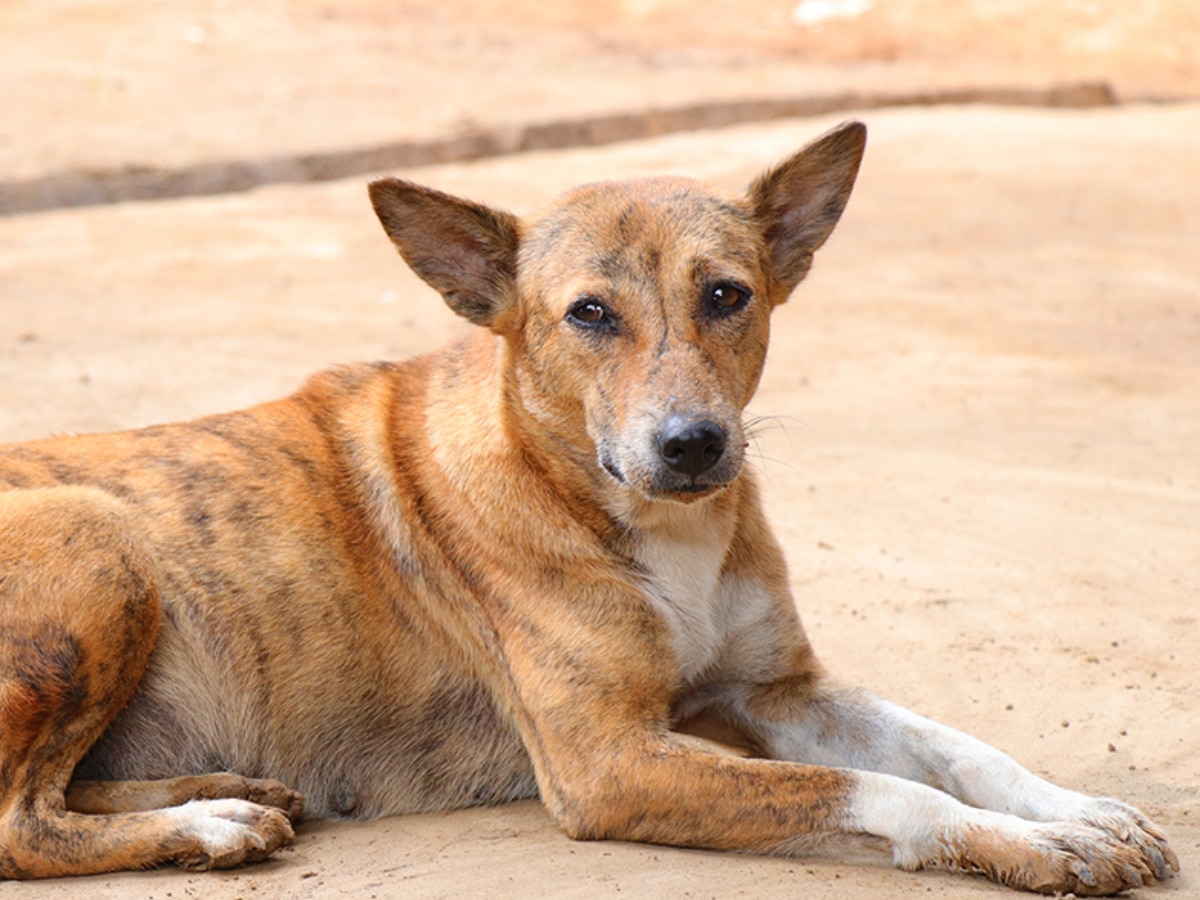 ujjain street dog