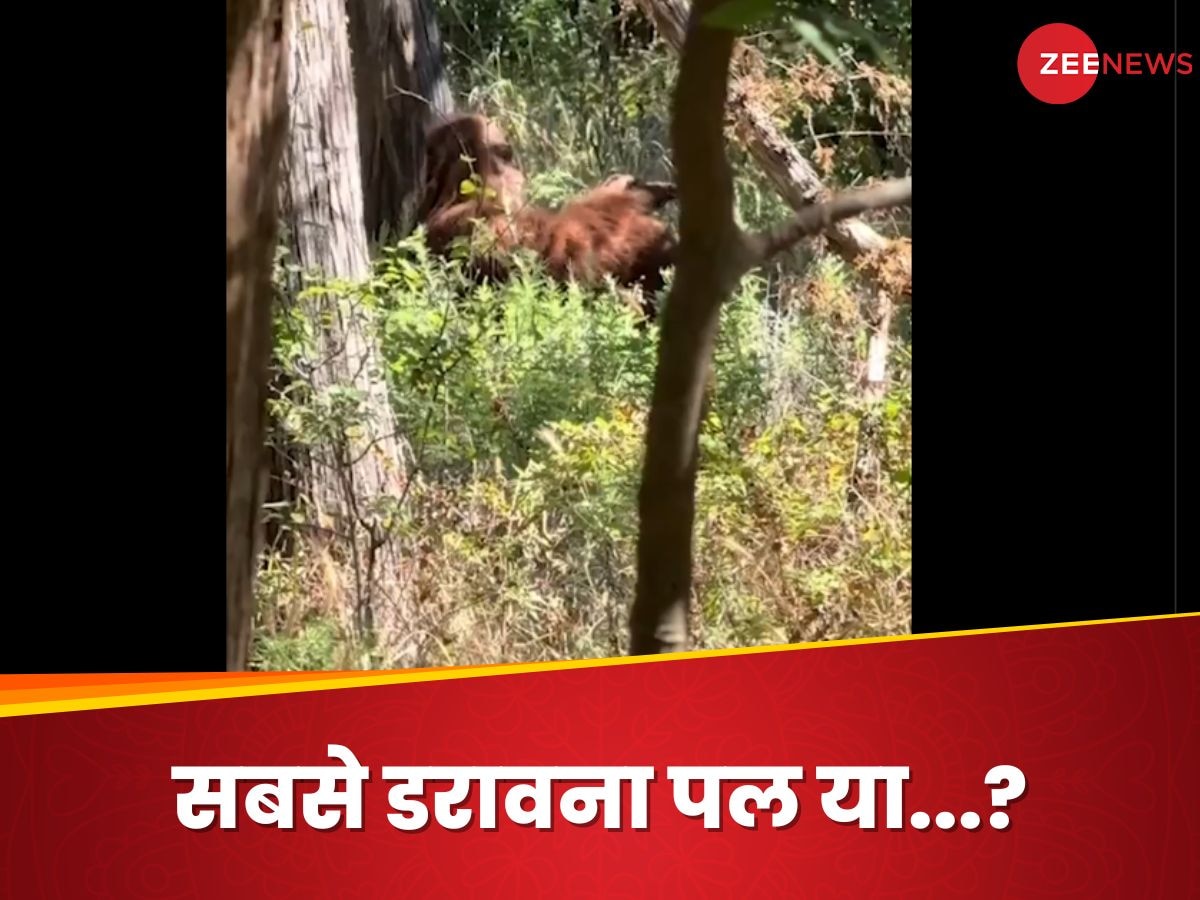 Bigfoot: यकीन करें या शक, लेकिन लाइफ का सबसे डरावना क्षण... अमेरिकी हाइकर ने किया बिगफुट देखने का दावा, वीडियो वायरल