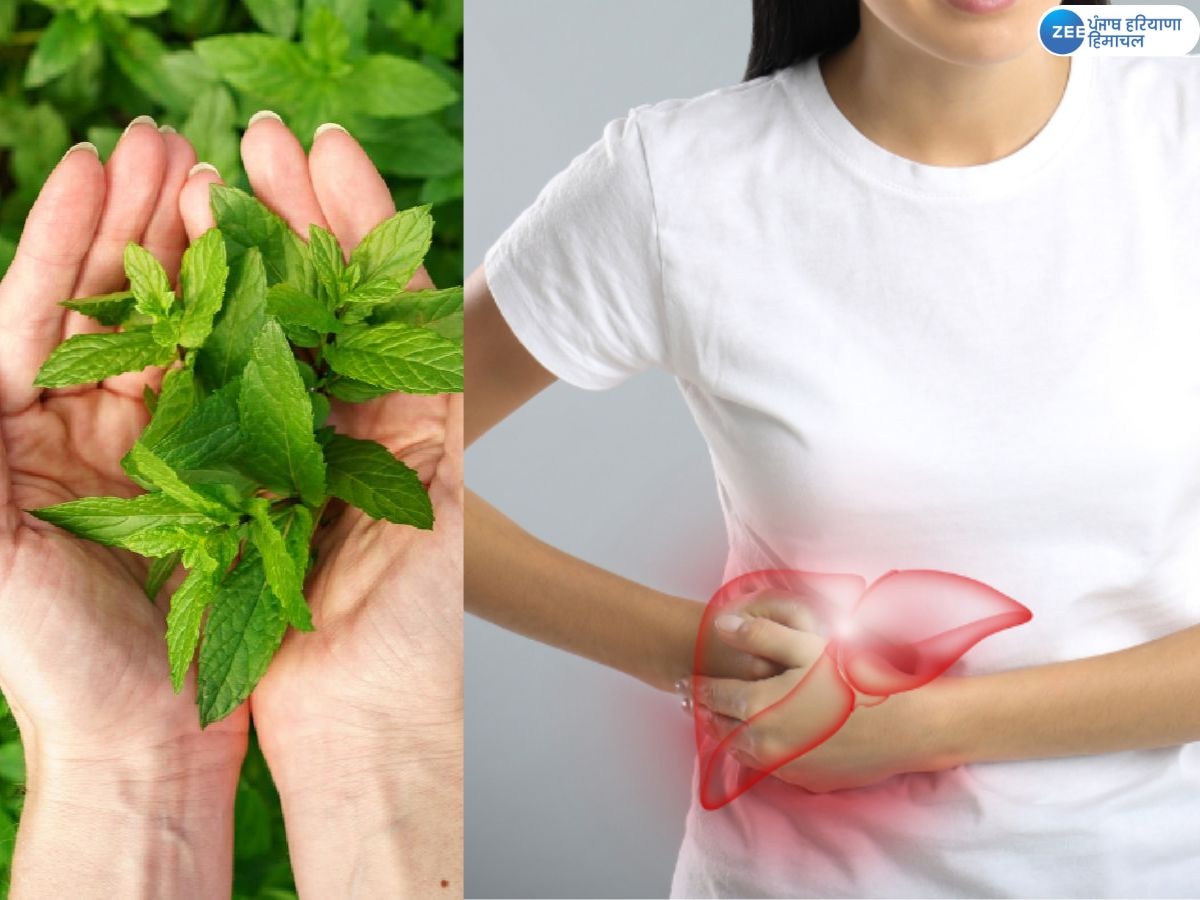 Healthy liver tips: ਖ਼ਰਾਬ ਲੀਵਰ ਨੂੰ ਤੁਲਸੀ ਦੇ ਪੱਤੇ ਮੁੜ ਕਰ ਦੇਣਗੇ ਤੰਦਰੁਸਤ; ਜਾਣੋ ਘਰੇਲੂ ਨੁਸਖੇ