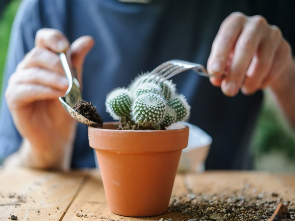 कैक्टस की देखभाल के टिप्स