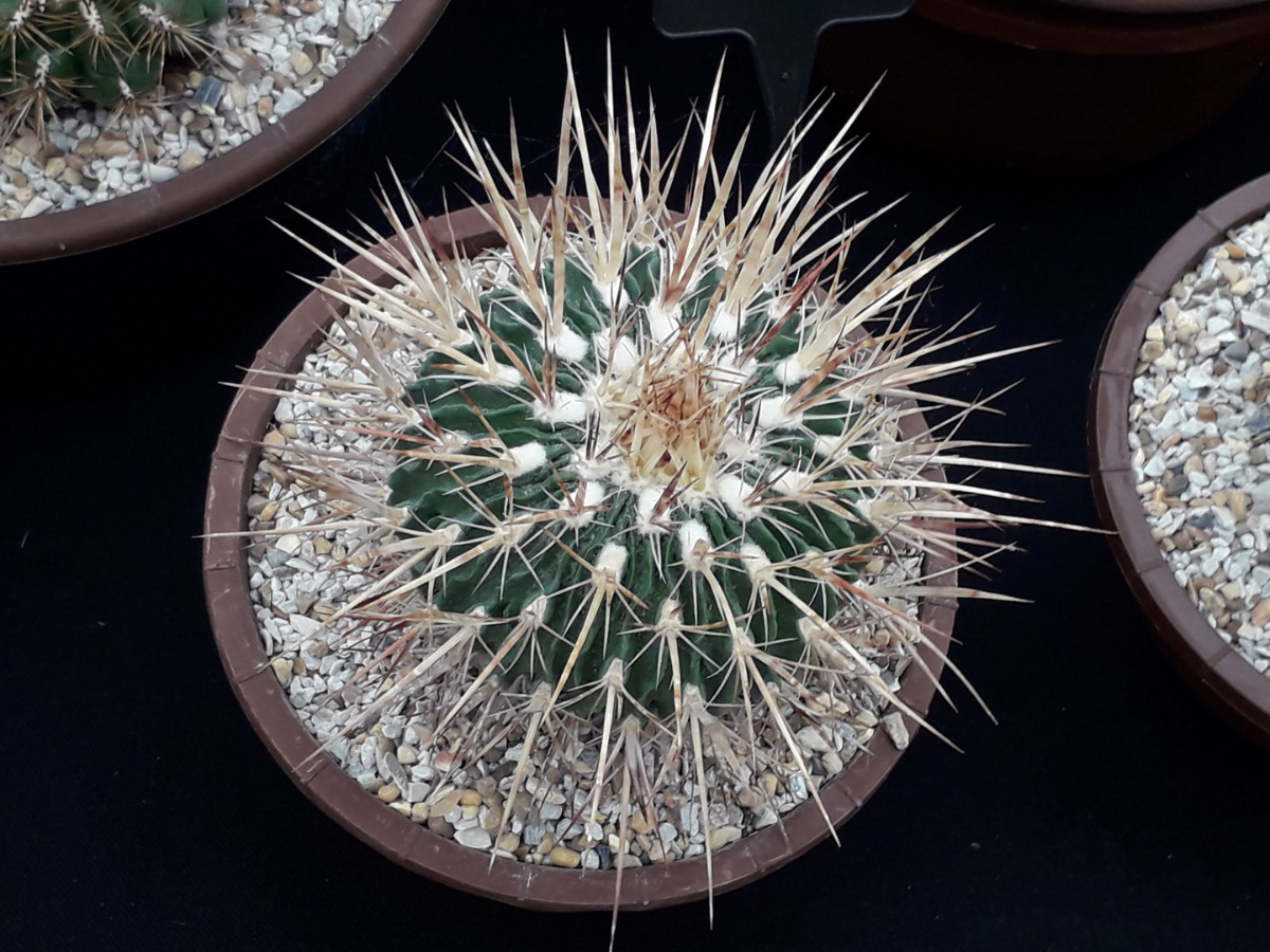 स्फेरोकैक्टस (Sphaerocephalus)