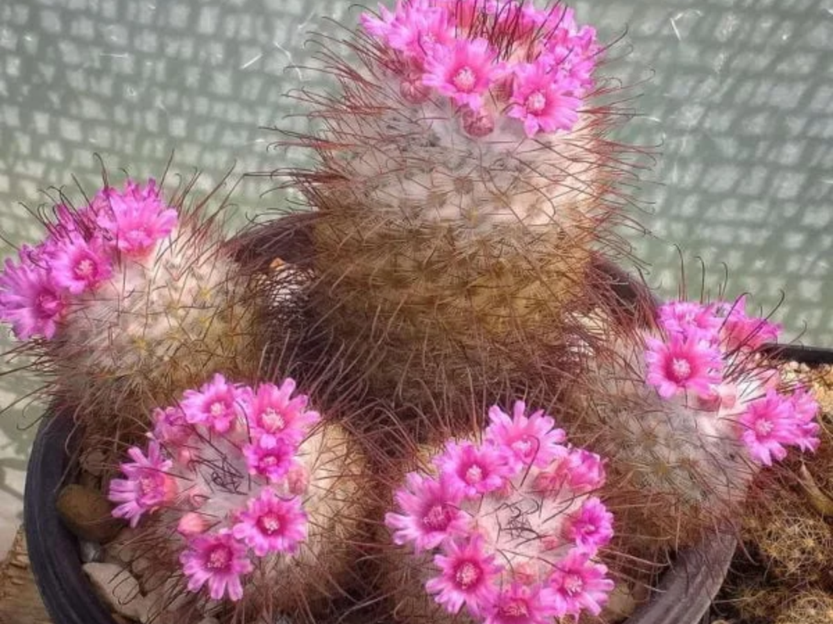 मैमिलारिया (Mammillaria)