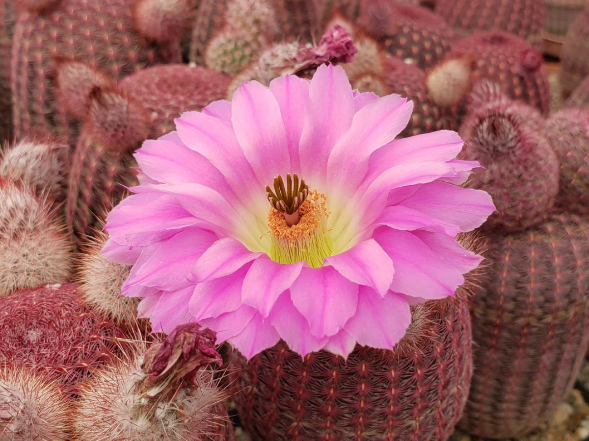 इचिनोसेरियस (Echinocereus)