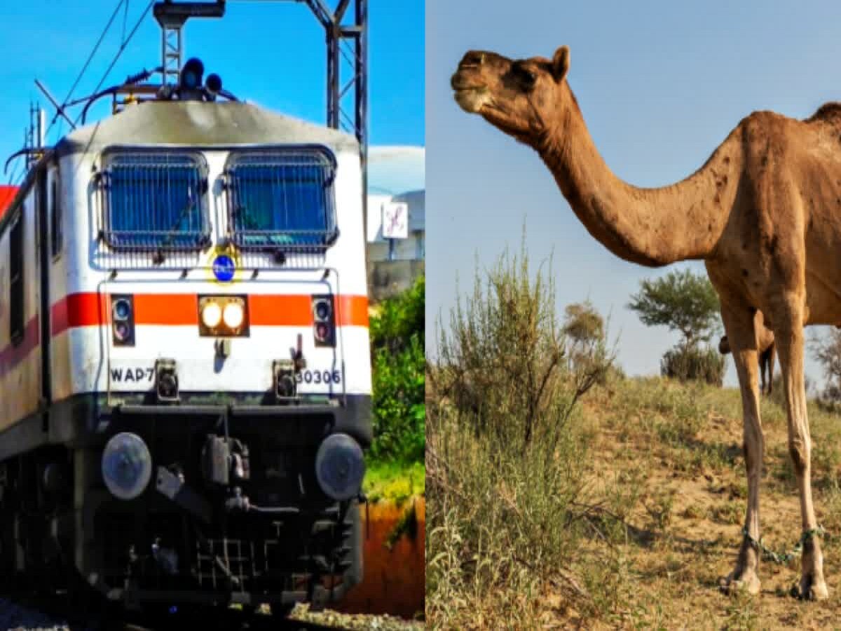 Jaisalmer News: ट्रेन की चपेट में आने से ऊंट की दर्दनाक मौत, 30 मिनट तक खड़ी रही ट्रेन