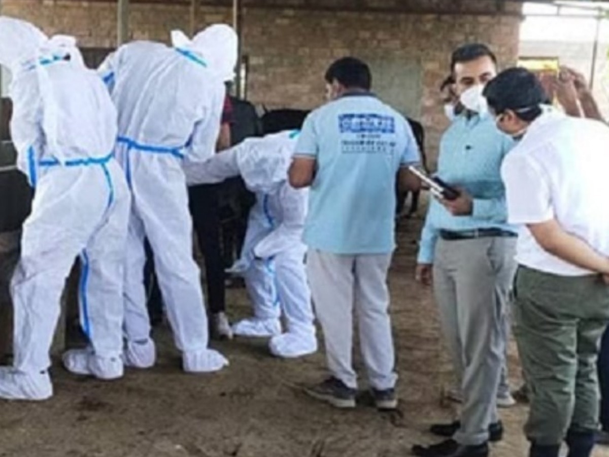 Jodhpur News: जोधपुर में कांगो बुखार का पहला मामला आया सामने, सरकार ने जारी किया अलर्ट