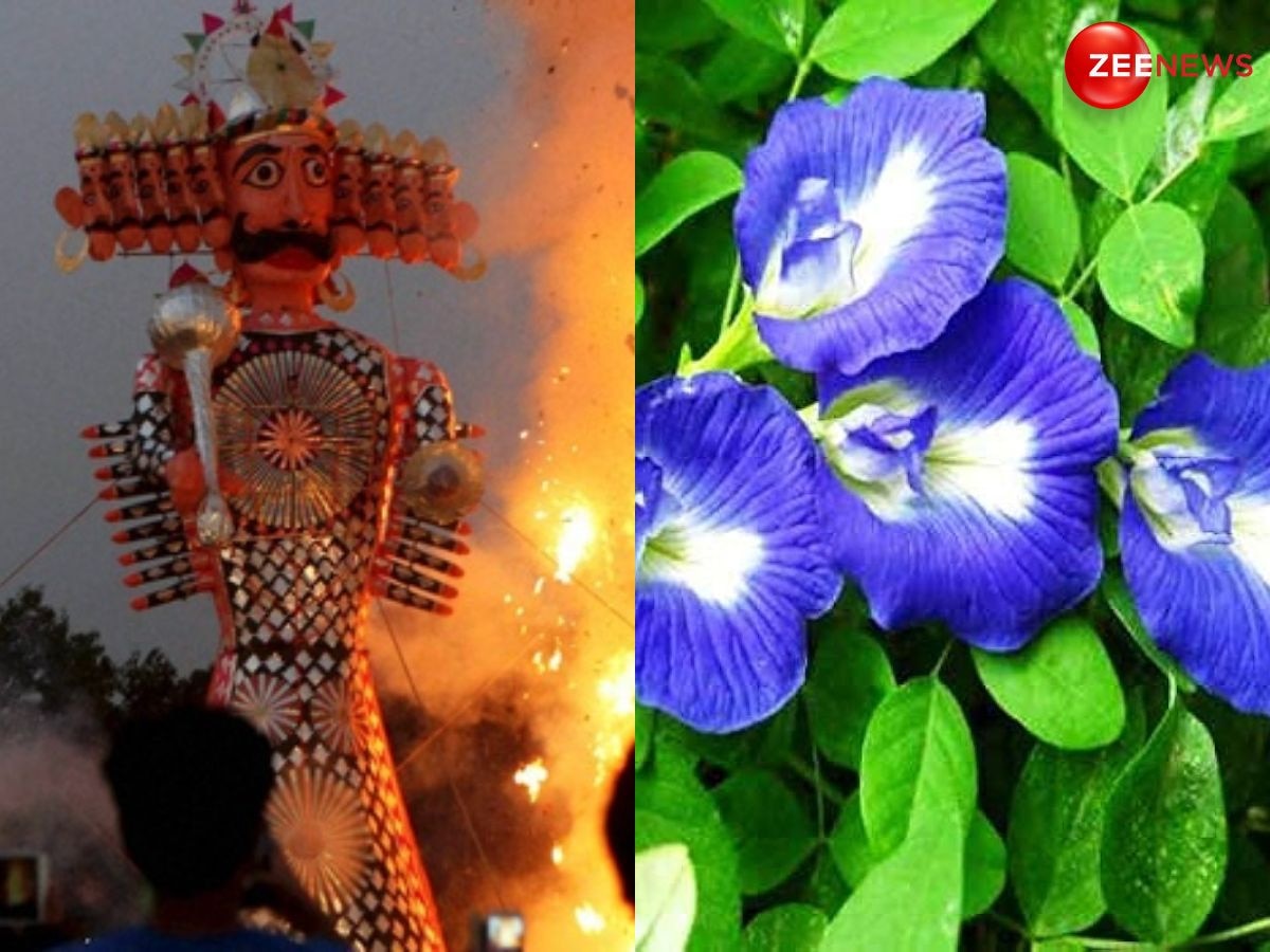 Vijayadashami 2024: दशहरे पर करें अपराजिता के फूल के ये आसान उपाय, खुलेंगे धनलाभ के रास्ते, बनी रहेगी सुख-समृद्धि