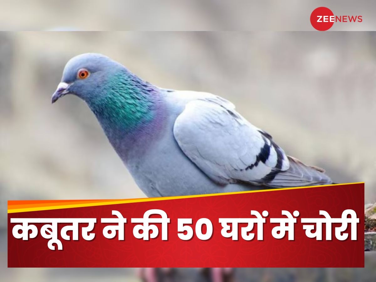 कबूतरों को भी बना डाला चोर! 50 घरों में चोरी करने वाला शख्स ऐसे डालता था डकैती, जानें पूरा किस्सा