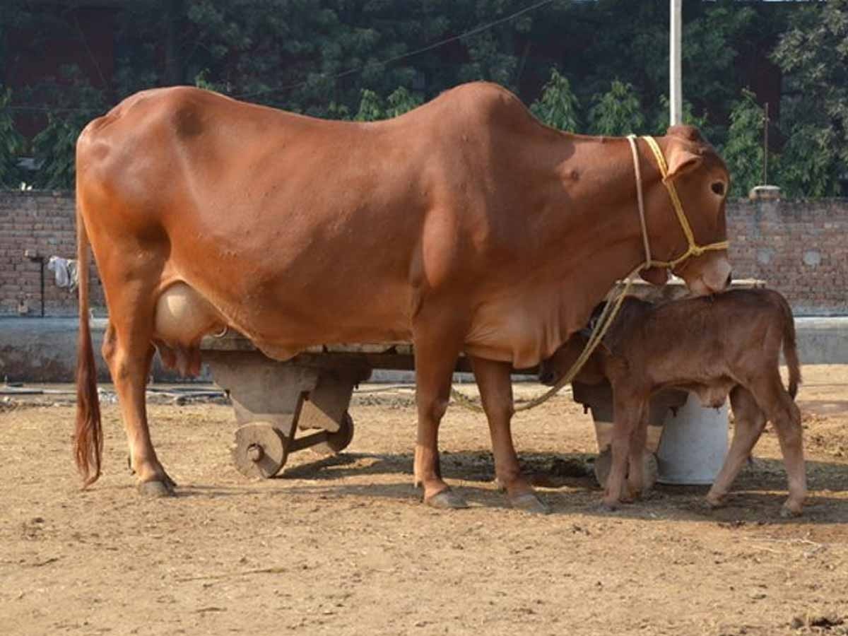 Natural Farming Scheme: गाय खरीदने पर 33000 और फर्श पक्‍का कराने के ल‍िए 8000 रुपये, कहां चल रही यह योजना?