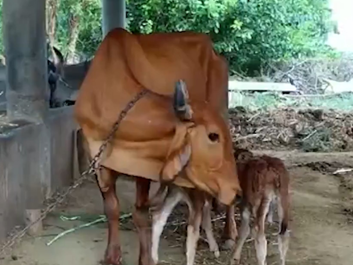 Embryo Transfer: गुजरात में पहली घटना.. कांकरेज गाय ने दिया जुड़वां बछड़ों को जन्म, सफल हुआ प्रयोग