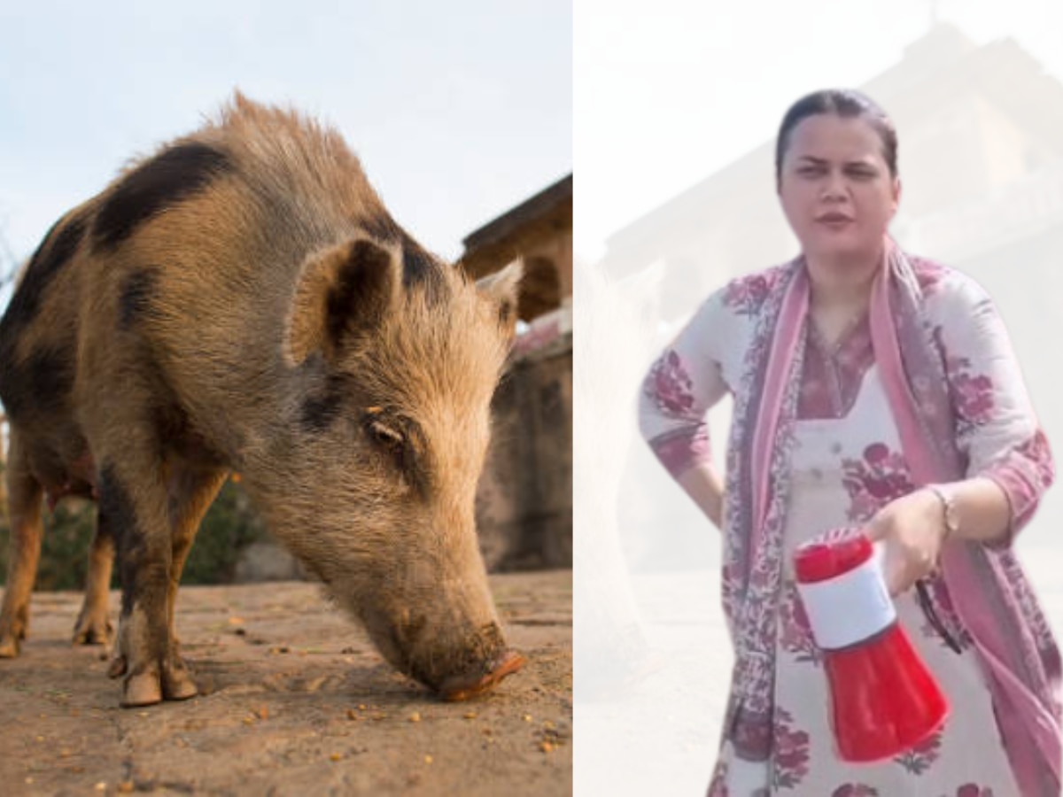 Barmer News: बाड़मेर में सूअरों की नीलामी में टीना डाबी का बड़ा दांव!, जानें क्यों कर रहीं ऐसा? Barmer News: बाड़मेर में सूअरों की नीलामी में टीना डाबी का बड़ा दांव!, जानें क्यों कर रहीं ऐसा?