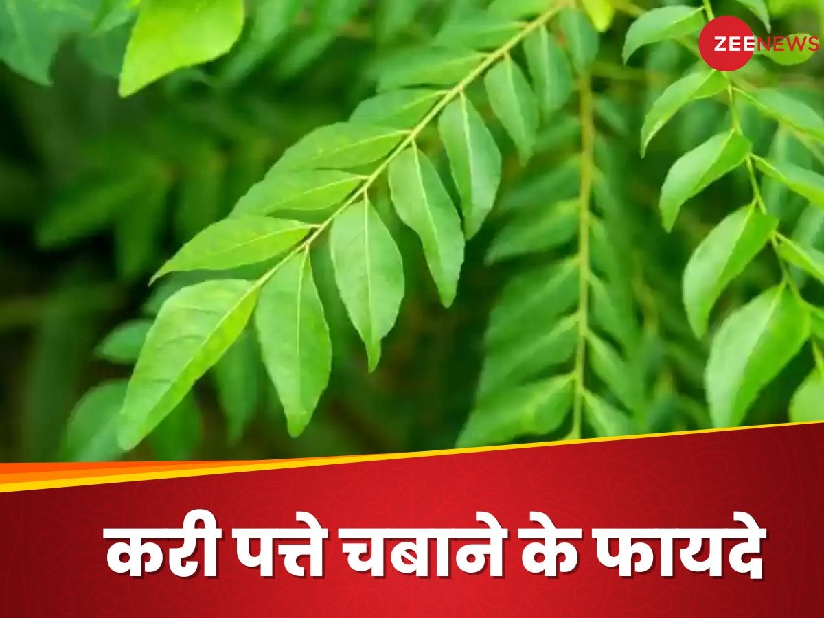 Curry Leaf: सुबह के वक्त खाली पेट चबा लें सिर्फ 4-5 करी पत्ते, स्किन से लेकर पेट की बीमारियां होंगी गायब