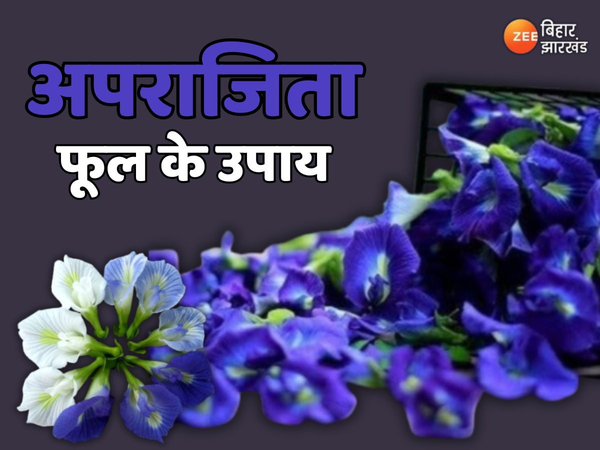 Benefits Of Aprajita Flower: एंटीऑक्सीडेंट्स से भरपूर अपराजिता, जानें कैसे यह फूल रखता है आपको स्वस्थ