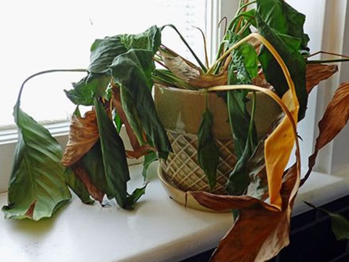 मुरझाए पौधे