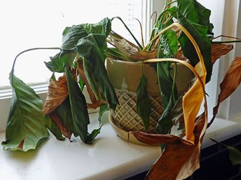 मुरझाए पौधे