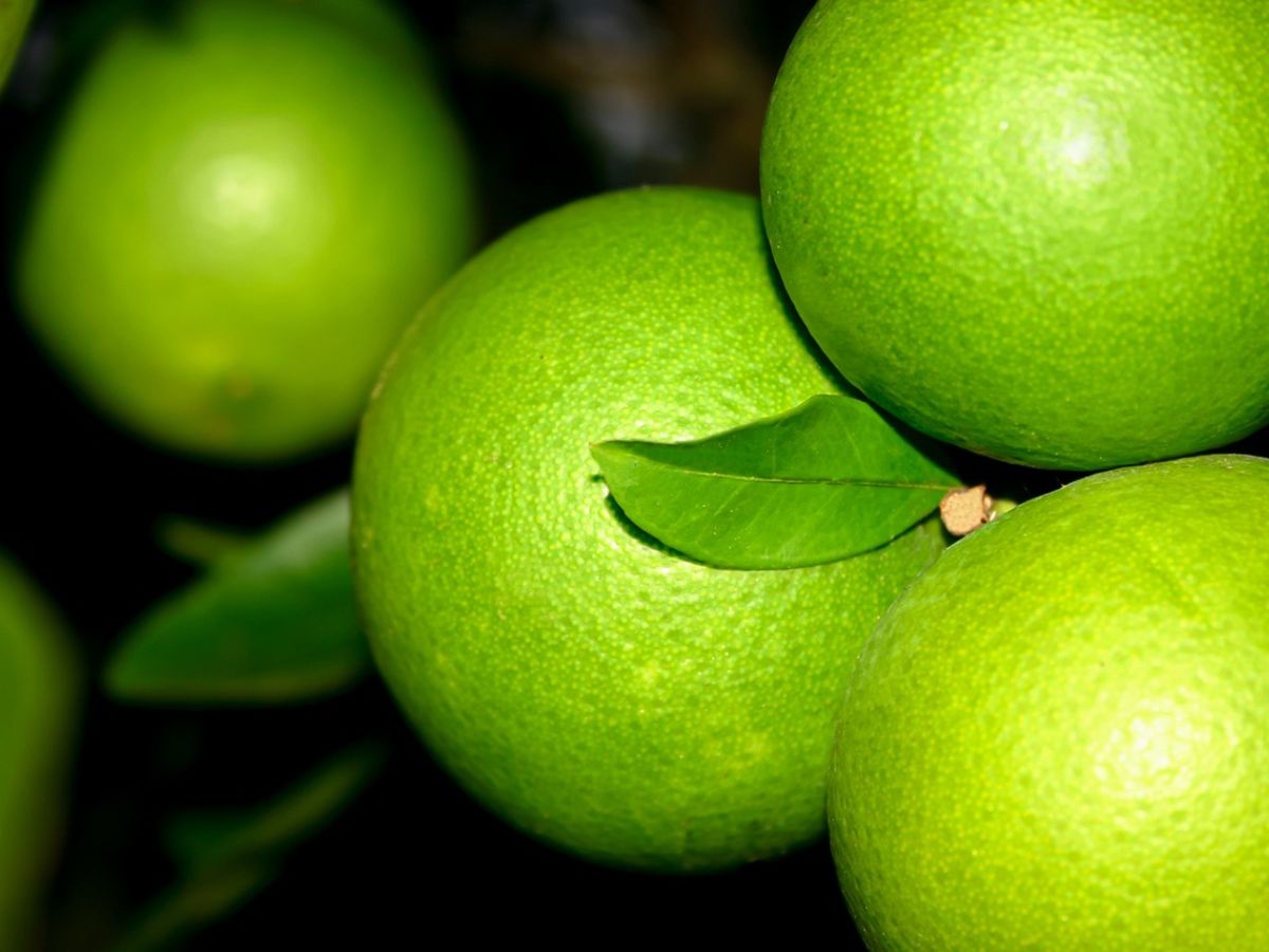 Mosami Labas Mosambi Benefit of sweet lime mosambi juice for skin and hair|ਸਿਹਤ ਤੋਂ ...