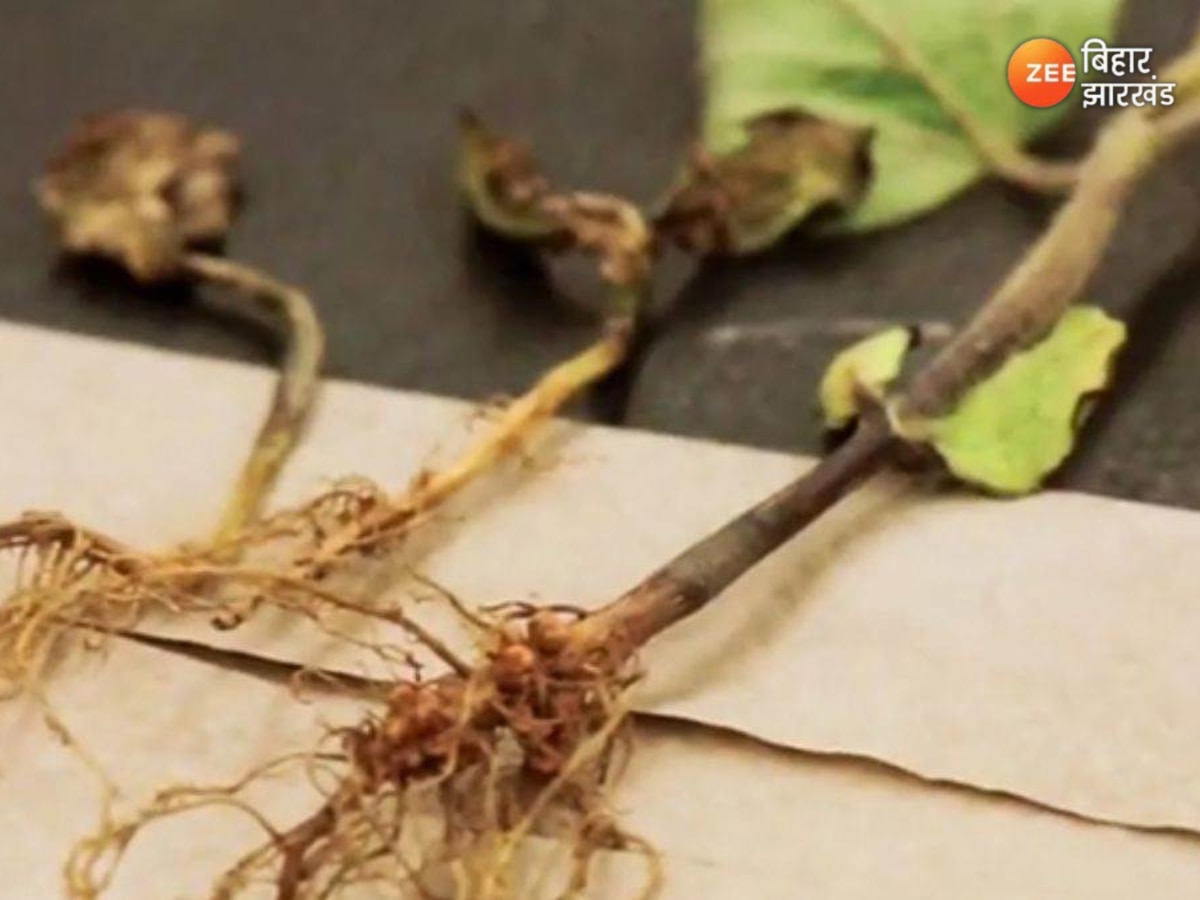 Tulsi Root Vastu Upay: द्वार पर तुलसी की जड़ बांधे और जीवन में खुशियों की लाएं बहार