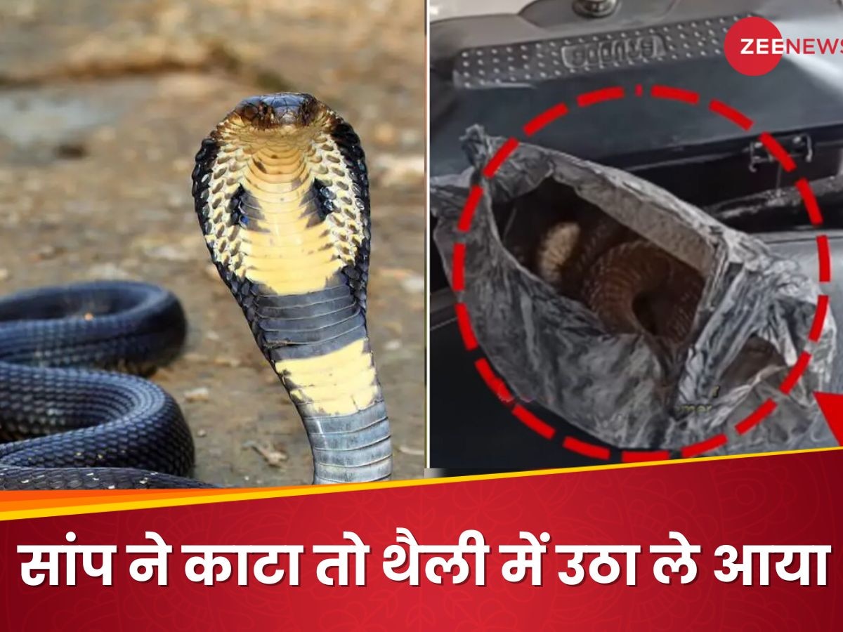 मुझे सांप ने काटा, प्लीज सुई लगा दीजिए... King Cobra को थैली में लेकर अस्पताल पहुंचा नशेड़ी