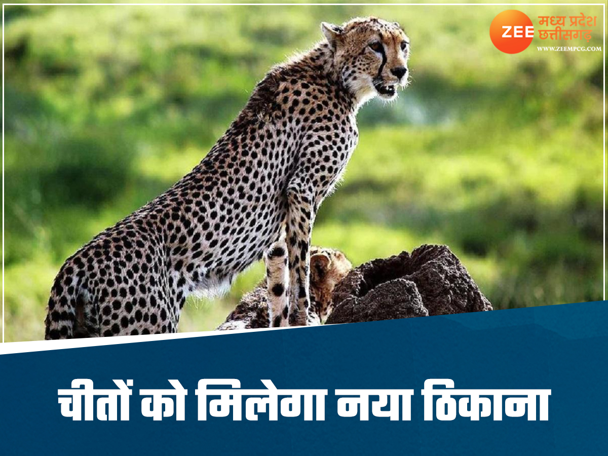 Gandhi sagar sanctuary will be new home for cheetahs five day forest Gandhi sagar sanctuary will be new home for cheetahs five day forest