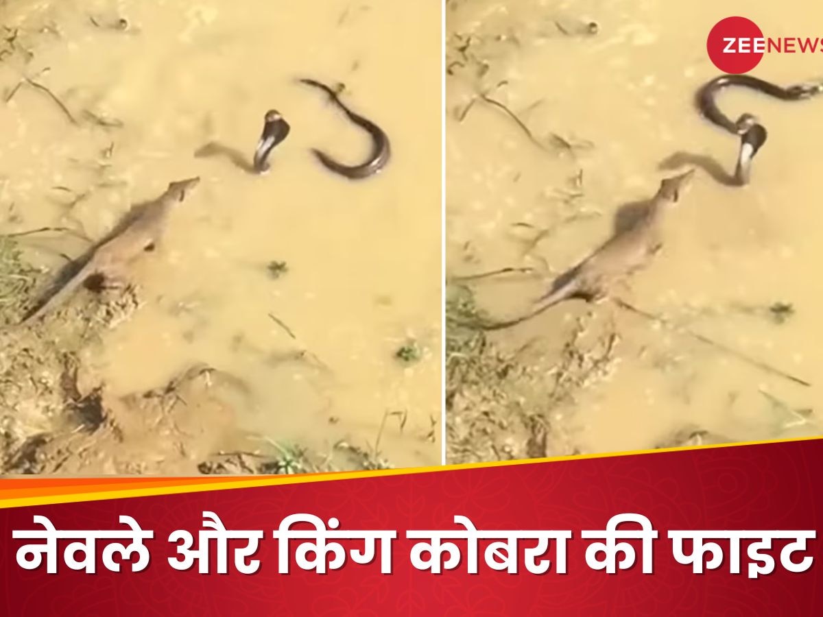 Viral Video: नेवले के सामने "भीगी बिल्ली" बना King Cobra, मौत की भीख मांगता रहा लेकिन फिर