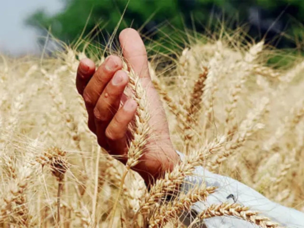 Centre increases MSP for rabi crops