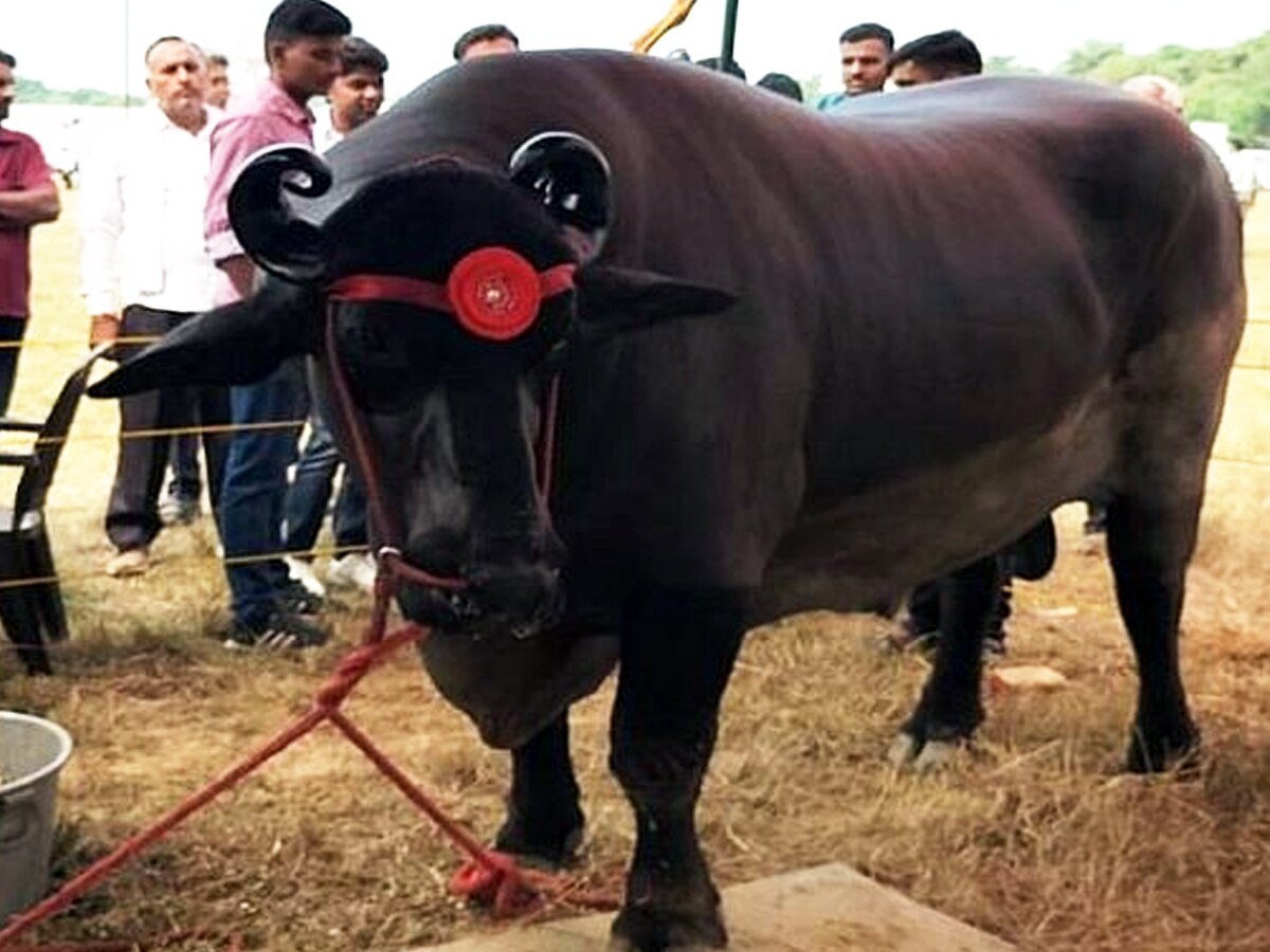 Buffalo worth 23 crores its sperm is worth lakhs buyers queue up, 23 crore  ka Anmol Bhainsa | Anmol Buffalo: 23 करोड़ का भैंसा.. इसके सीमन की कीमत है  लाखों में, खरीदने
