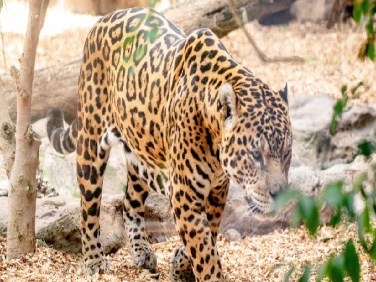 udaipur news man eating panther shot Arijit Banerjee see photos