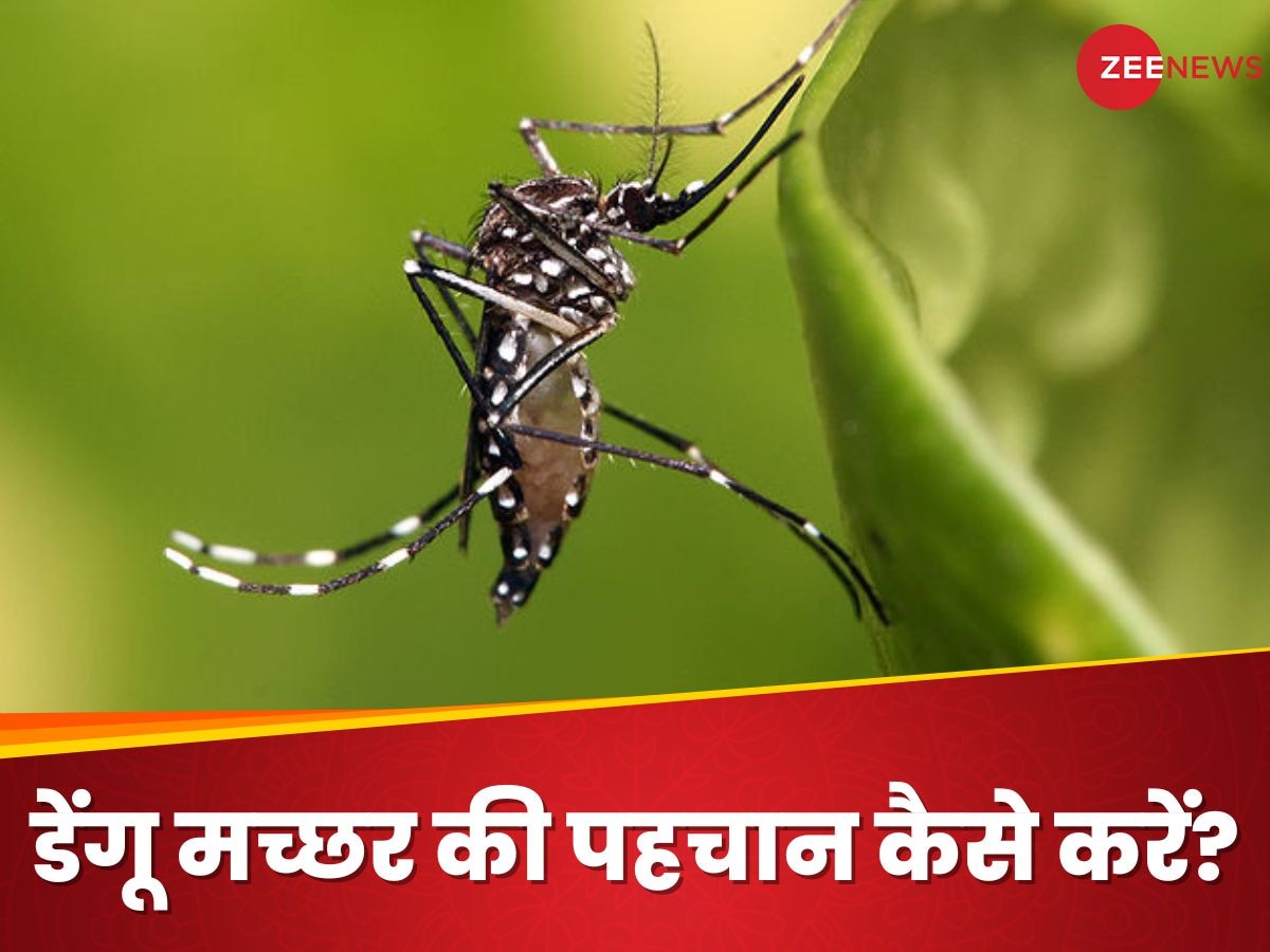 Dengue Mosquito: डेंगू वाले मच्छर को पहचानने के 5 आसान तरीके, जानें खुद को कैसे रखें सुरक्षित?