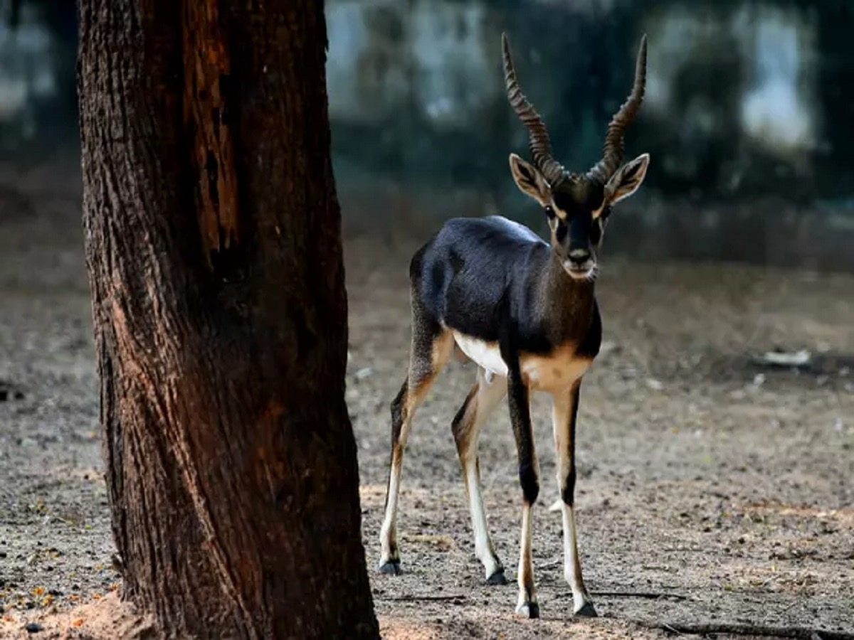 why Blackbuck is so important for bishnoi community, what is the price ...