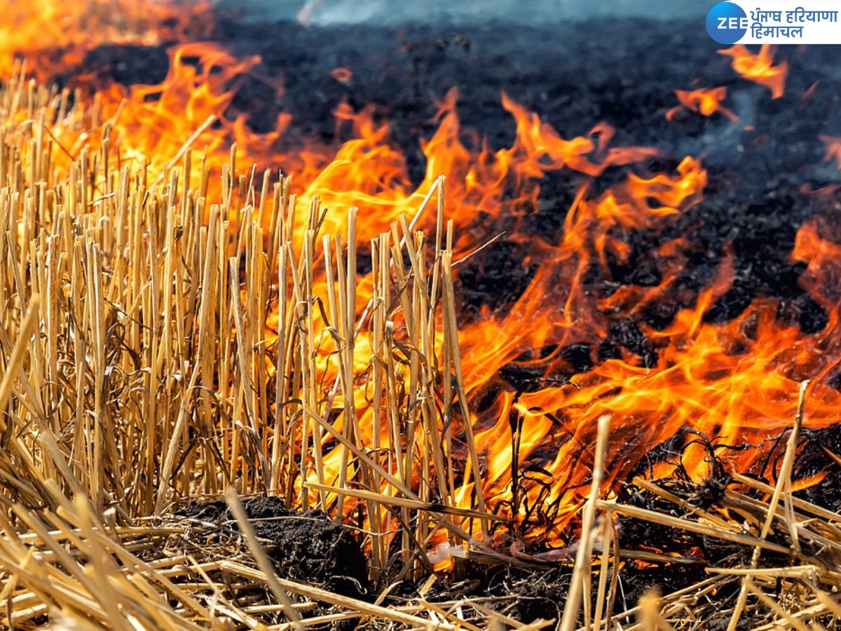 Punjab Stubble Burning Update: ਪਰਾਲੀ ਸਾੜਨ ਦੇ ਪੰਜਾਬ 'ਚ ਹੁਣ ਤੱਕ 1348 ਕੇਸ ਆਏ ਸਾਹਮਣੇ; ਅੰਮ੍ਰਿਤਸਰ ਵਿੱਚ ਸਭ ਤੋਂ ਅੱਗੇ