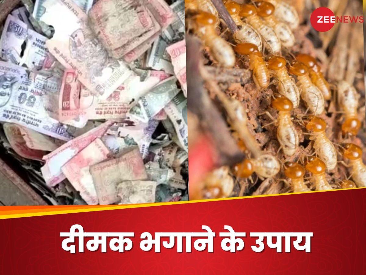 लॉकर में पड़े कैश को दीमक से कैसे बचाएं? इन तरकीबों से रुकेगी टरमाइट्स की एंट्री