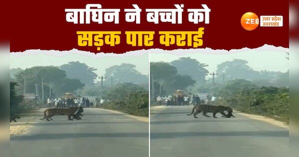 tigress picking her cub with mouth seen crossing road in gola range forest in lakhimpur video viral | Tiger Video: बीच सड़क पर बैठा बच्चा, तो शेरनी ने मुंह से पकड़ सड़क पार कराई | Zee News Hindi