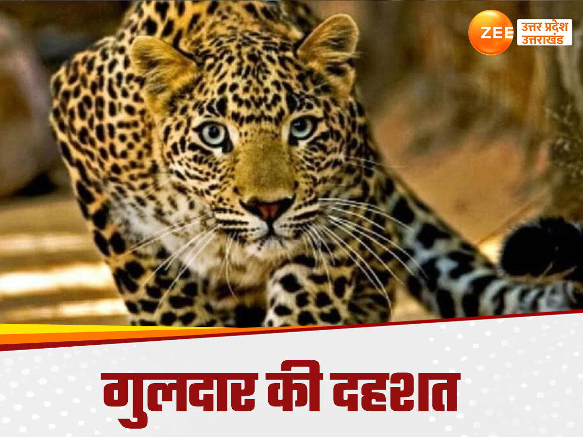 Guldar Running terror of guldar in uttarakhand know how guldar is different from ...